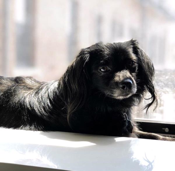 /Images/uploads/Minnesota Spay Neuter Assistance Program/MNSNAP/entries/9384.jpg